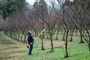 Pruning Hazelnut trees